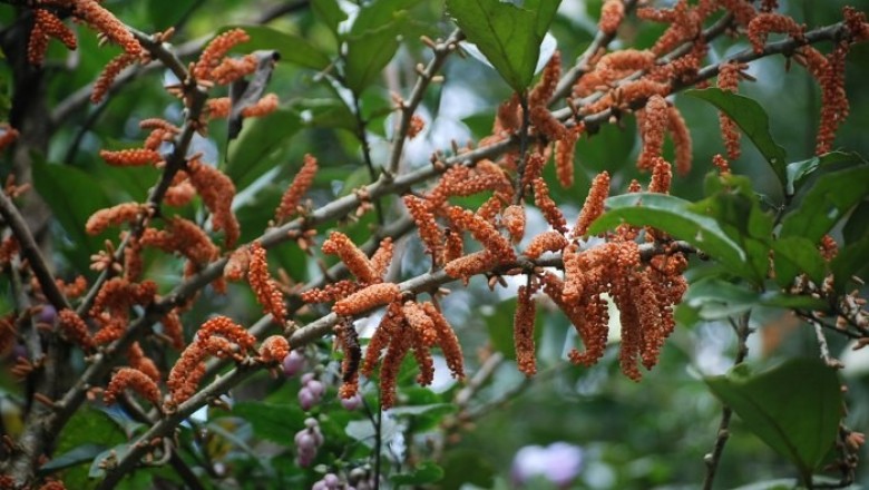 Cây Gạo sấm. Scleropyrum wallichianum - Cây Thuốc Nam Quanh Ta